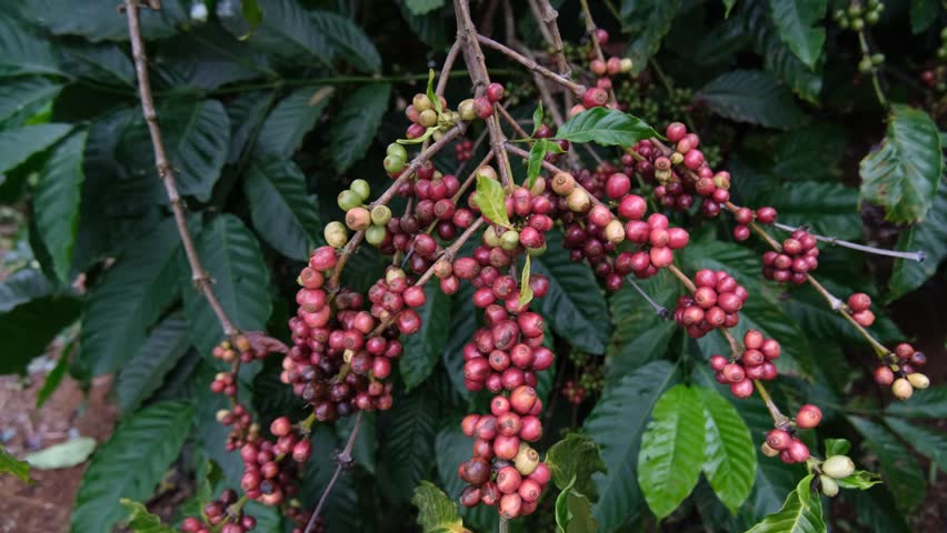 Coffee plantation, red coffee beans on tree with branch. Fresh red and green coffee beans on trees. Coffee beans ripening, red berry branch in farm, harvesting in farm.