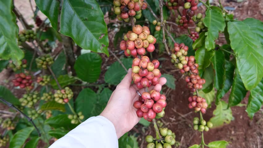 Coffee plantation, red coffee beans on tree with branch. Fresh red and green coffee beans on trees. Coffee beans ripening, red berry branch in farm, harvesting in farm.