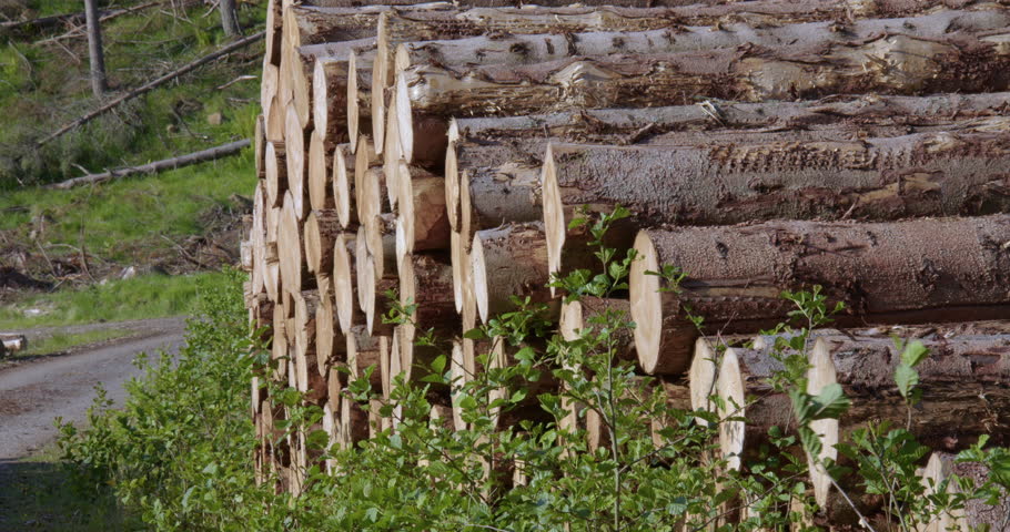 mid shot of trees that been logged and cut down and stored on the roadside after logging at Corrie Fee