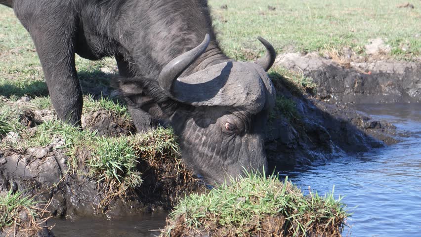 African buffalo drinking water at Chobe National Park in Botswana