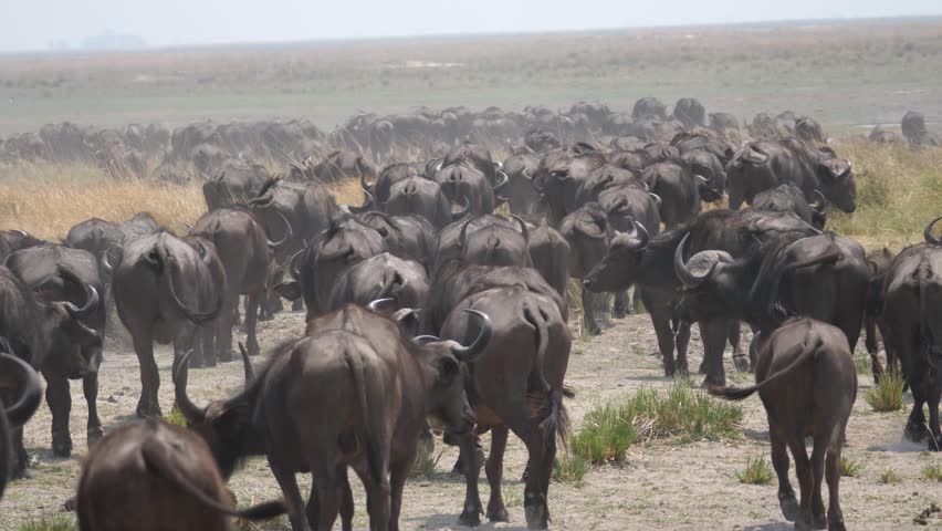 Massive herd of African buffalo at Chobe National Park in Botswana