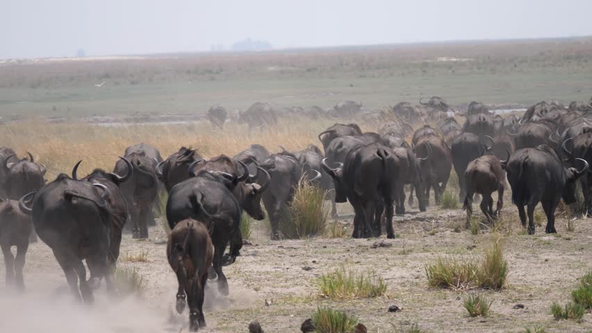 Massive herd of African buffalo running at Chobe National Park in Botswana