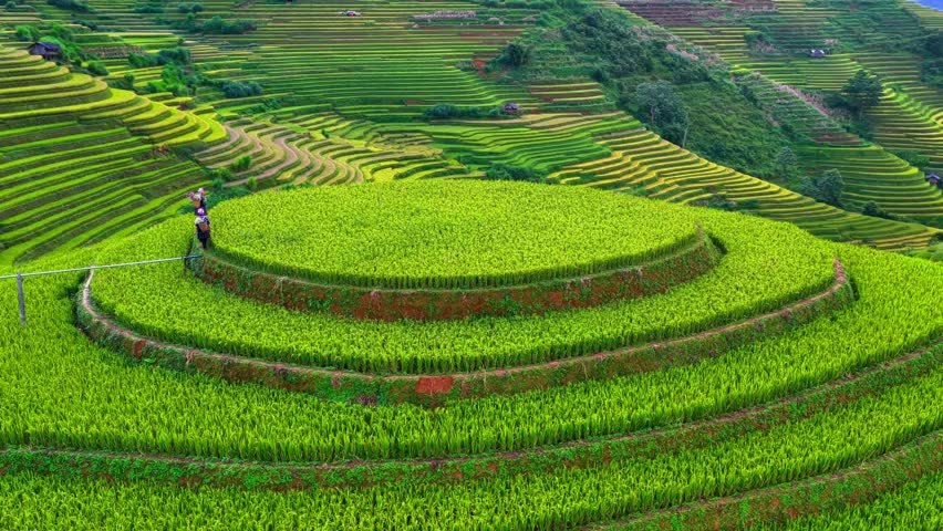 Aerial view of Hmong girls on golden rice terraces at Mu Cang Chai town near Sapa city, Vietnam. Beautiful terraced rice field in harvest season in Yen Bai province. Travel and landscape concept.