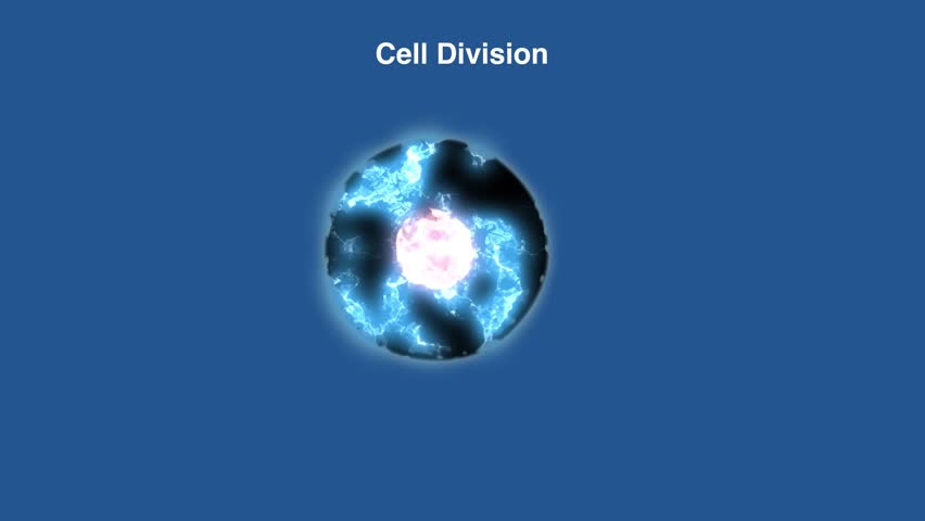 Cell division process.Animated video showing the generic process of cell division, highlighting key stages of mitosis or binary fission for educational use.