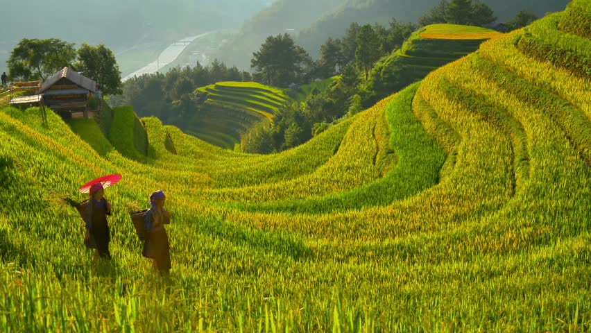 Aerial view of Hmong girls on golden rice terraces at Mu Cang Chai town near Sapa city, Vietnam. Beautiful terraced rice field in harvest season in Yen Bai province. Travel and landscape concept.