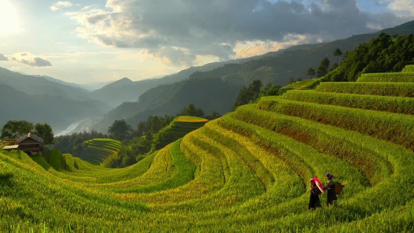 Aerial view of Hmong girls on golden rice terraces at Mu Cang Chai town near Sapa city, Vietnam. Beautiful terraced rice field in harvest season in Yen Bai province. Travel and landscape concept.