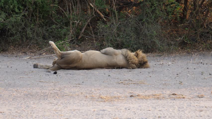 Lion resting with his legs up at Chobe National Park in Botswana