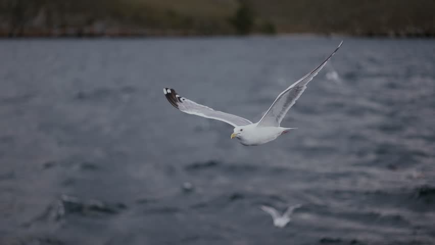 Close up dynamic shot seagull flying over ocean waves, coastal wildlife, seabird soaring above rough water, marine nature scene, freedom in wild, cinematic sea landscape. animal gull bird. coast beach