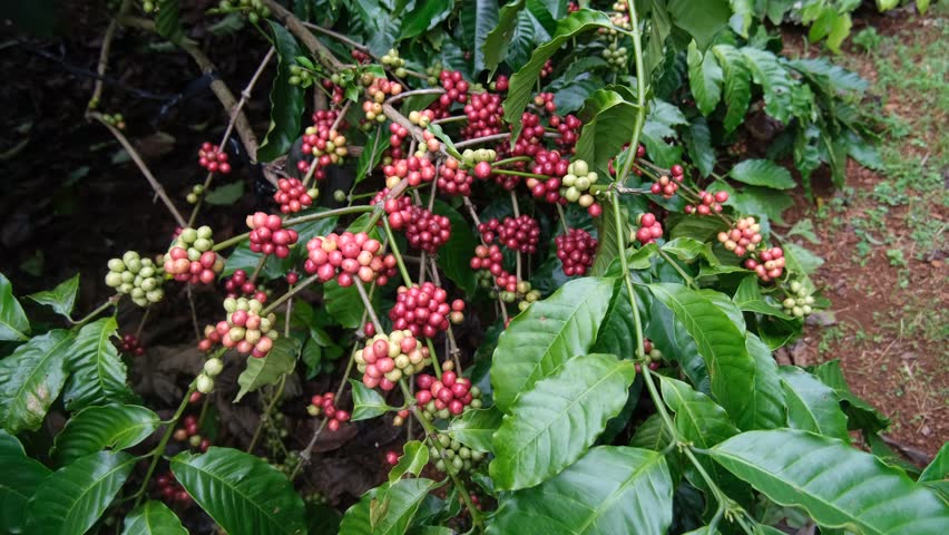 Coffee plantation, red coffee beans on tree with branch. Fresh red and green coffee beans on trees. Coffee beans ripening, red berry branch in farm, harvesting in farm.
