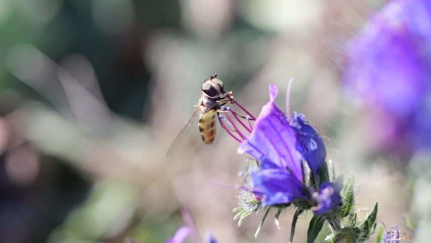 Bee collects nectar from purple flower in spring