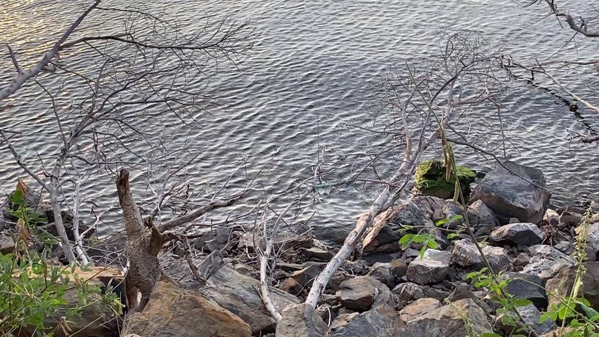 Close-up texture of the calm lake water surface, framed by large, dark, dry tree roots and branches near the shore.