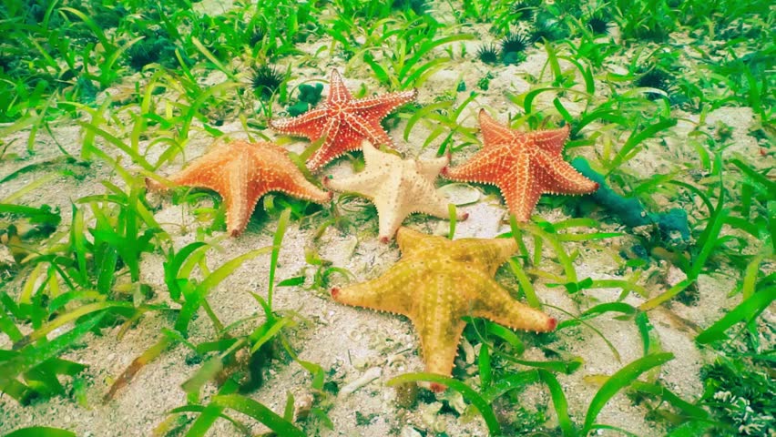 Vibrant cushion sea stars resting on the ocean floor, showcasing their diverse colors and textures — a beautiful underwater marine life scene.
