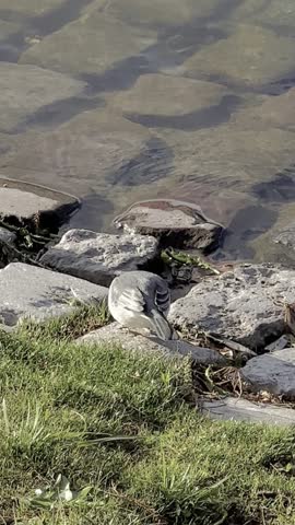 Vertical video of red-crested cardinals near water