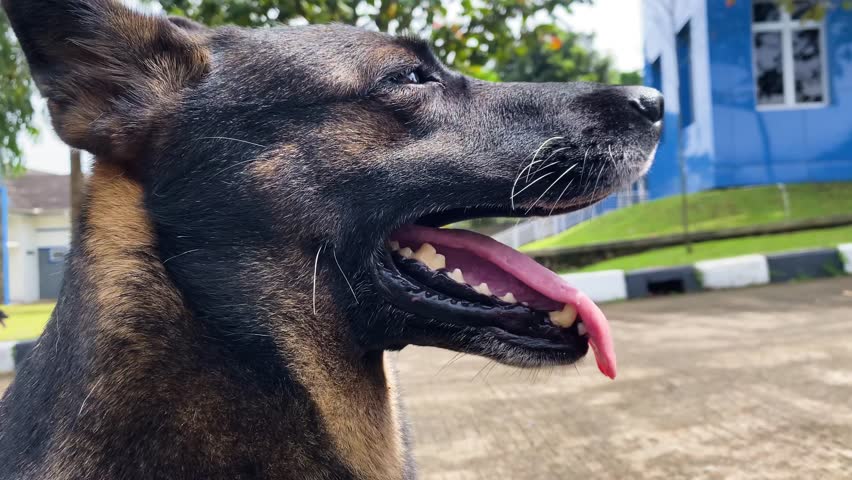 Guardian Gaze Focused German Shepherd Under Blue Sky.