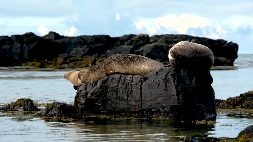Enjoy a serene moment on the Snaefellsnes Peninsula where seals rest on rugged rocks. The backdrop features soft waves and a bright sky, showcasing Icelands natural beauty.