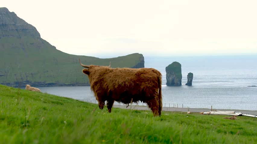 A majestic Highland cow stands atop a lush green hill, overlooking the calm waters of the Faroe Islands. Dramatic cliffs rise in the background, creating a stunning natural landscape.