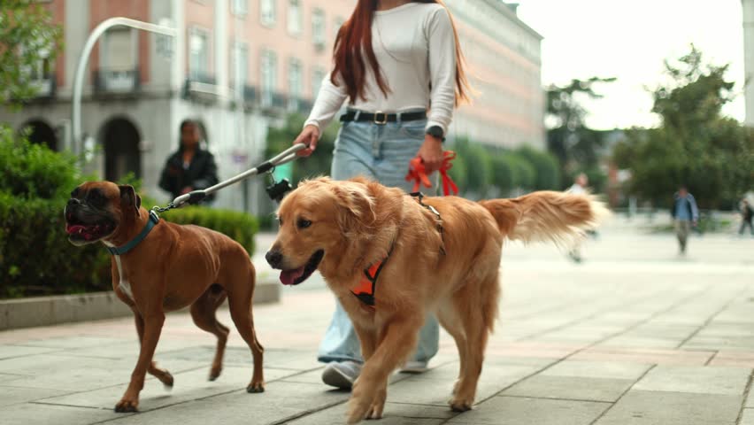 Young woman walking her two happy dogs, a golden retriever and a boxer, on a leash. Professional dog walker strolling with pets on a city sidewalk