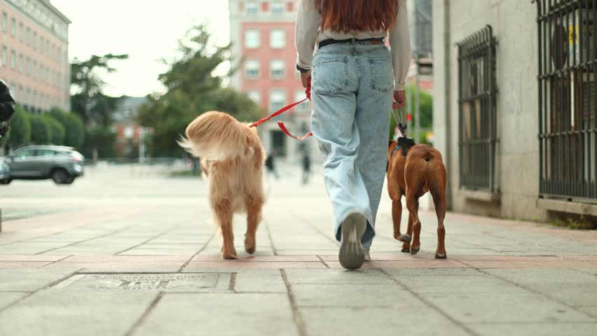 Back view of a female dog walker in jeans walking a golden retriever and a boxer on leashes along a city sidewalk on a cloudy day
