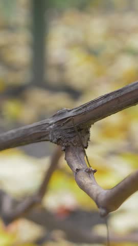 Vineyard owner in warm gloves firmly holds pruning shears while trimming old vine. Autumn light filters through golden leaves. Essential grapevine maintenance before cold season arrives