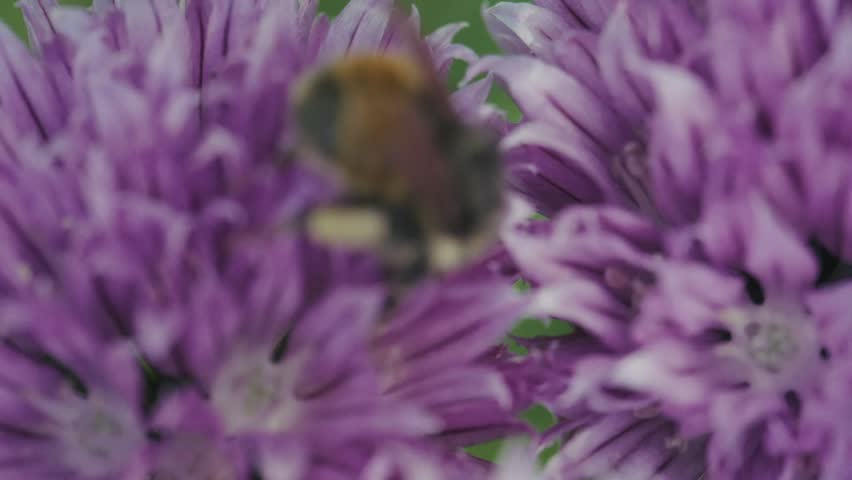 Tricolored Bumblebee On Purple Chive Blossoms. rack focus, macro shot