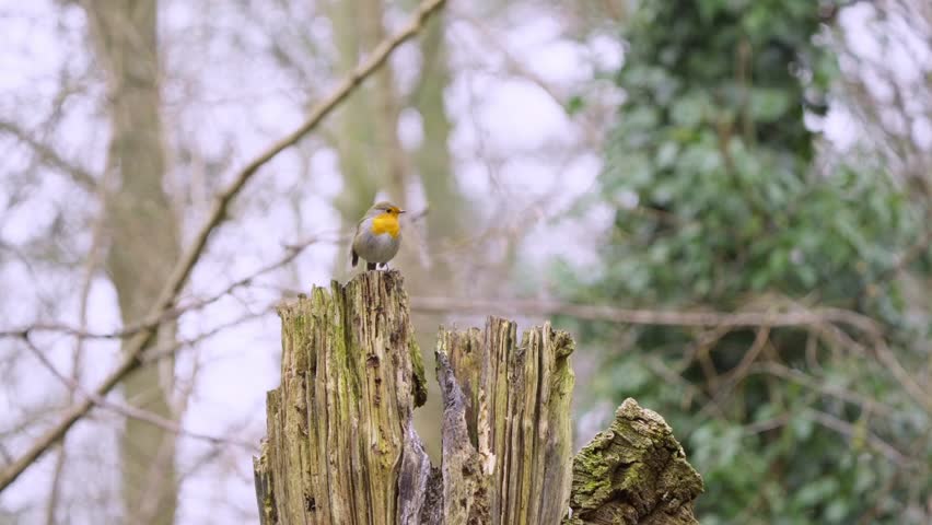 Eurasian robin rests on broken stump, head tilted in soft forest light, motionless and alert