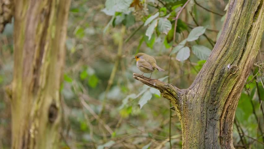 Eurasian robin flutters wings while perched on branch, surrounded by soft forest backdrop