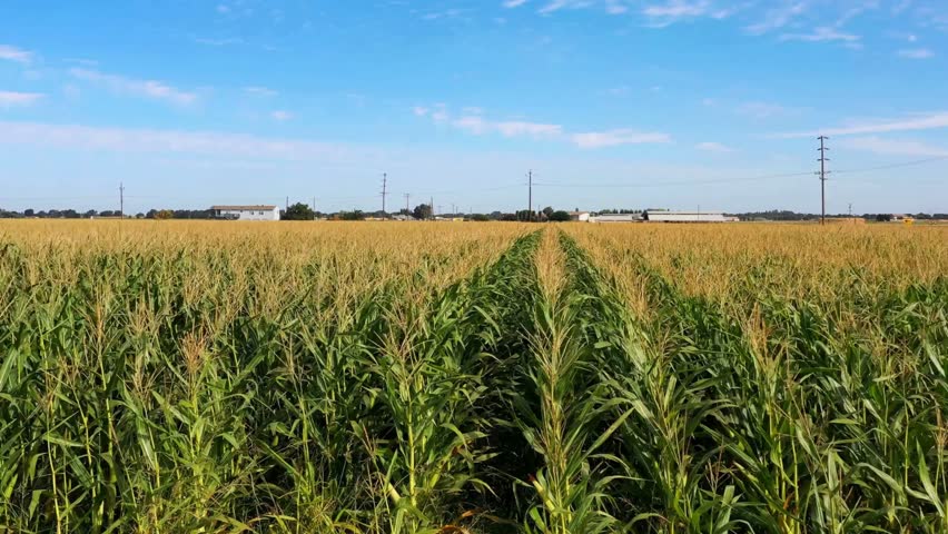 A slow dolly shot moves forward above rows of corn in a large field. Farm buildings and power lines are visible under a blue sky.