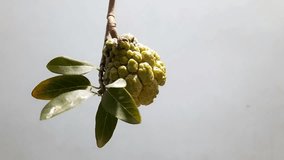 Macro Close-Up Slow Motion of Hand Rotating Fresh Custard Apple (Sugar-Apple) Fruit on a Branch Against a Light Blue Background. - Powered by Shutterstock - Get 15% off with code: PIKWIZARD15