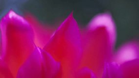 A slow pan macro shot reveals the vibrant pink and magenta petals of a blooming flower. Soft focus and bokeh create a beautiful abstract background. - Powered by Shutterstock - Get 15% off with code: PIKWIZARD15