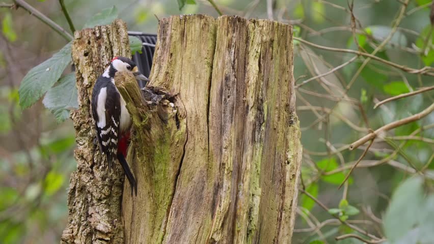 Woodpecker clings to bark in slow motion, flicking head gently under forest canopy