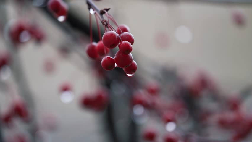 Red berries with water droplets on thin branches in soft autumn light closeup selective focus creating calm natural scene with delicate bokeh and gentle movement after rain