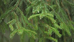 Close-up of fresh green spruce branches with water droplets after rain. Soft natural light, calm forest atmosphere and detailed texture of needles create a peaceful outdoor nature scene. 4K slow motio - Powered by Shutterstock - Get 15% off with code: PIKWIZARD15
