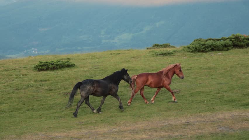 Two horses run freely on a sloped meadow with soft dusk lighting and clouds above. Their energy contrasts with the calm setting.