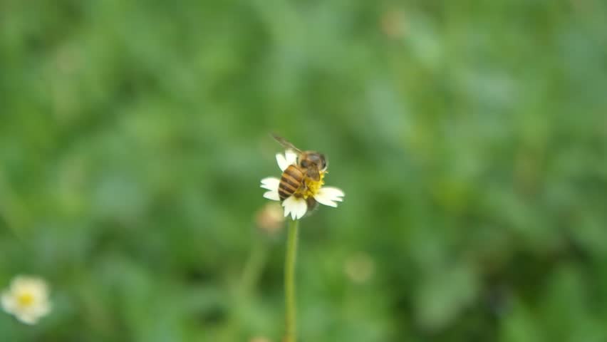 close up of a small bee looking for honey in white and yellow flowers.