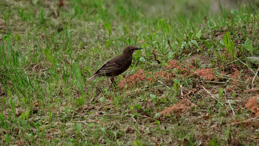 A young brown common starling walking through the grass in search of food. Natural wildlife behavior captured in a close-up outdoor scene. Close-up.