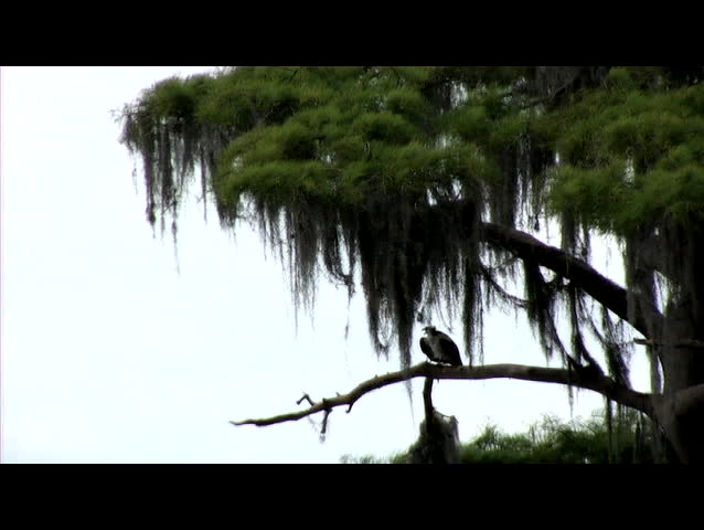 Bird in swamp