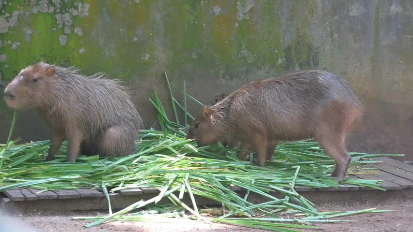 air of capybaras eating on grass in a serene natural landscape.