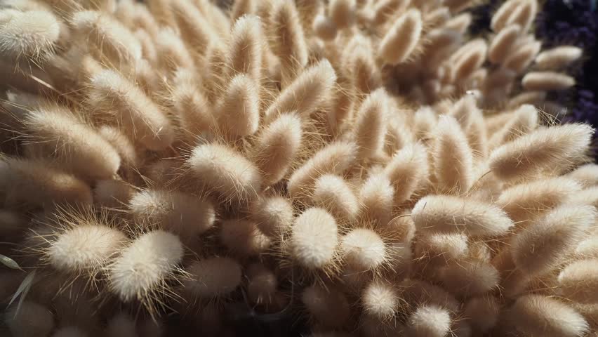Close look at soft cactus plants in a vibrant desert garden