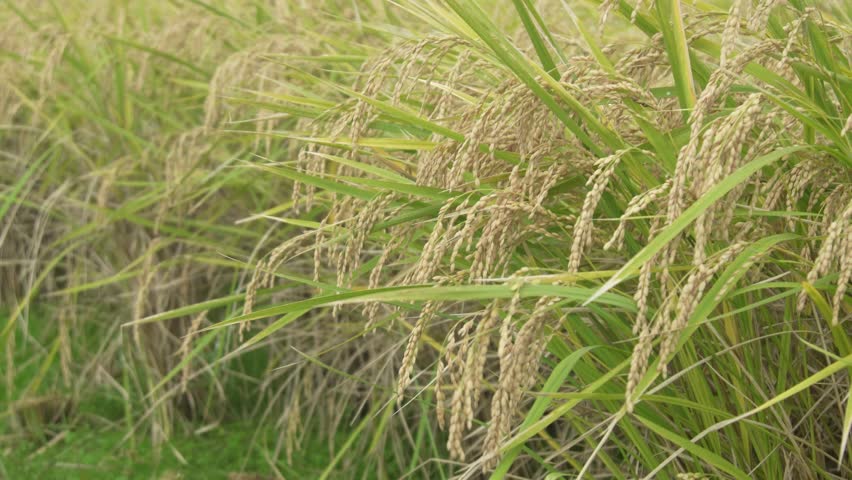 Rice ears swaying in the wind