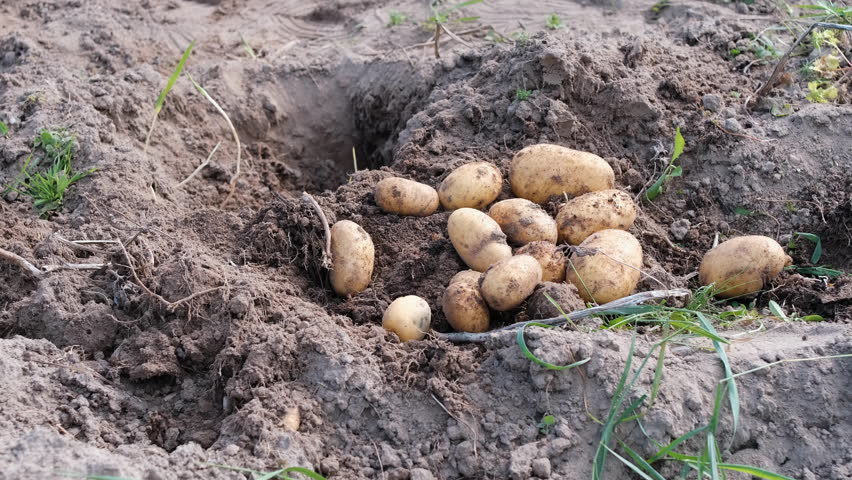 Manual potato collection after harvest in organic field