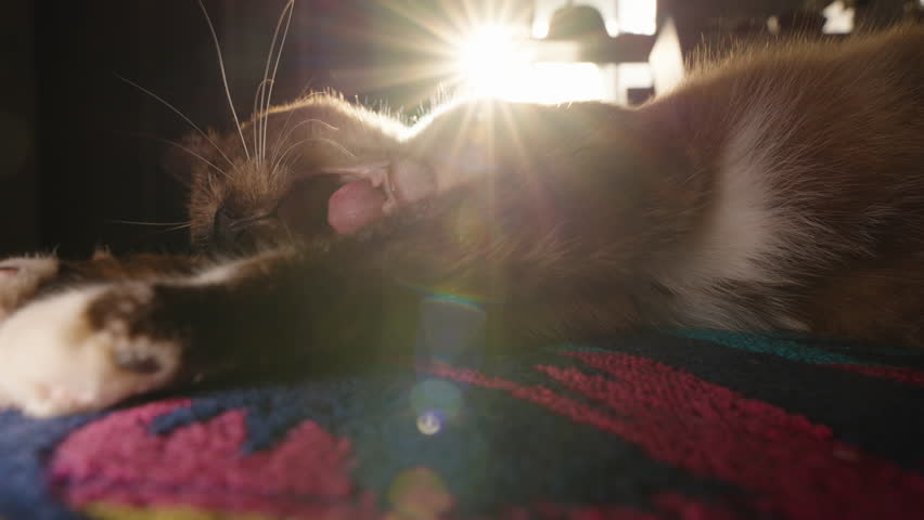 Siamese Cat Stretching and Yawning While Lying on Bed in Warm Sunlight Indoors with Bright Rays Shining Through Window, Relaxation Concept.