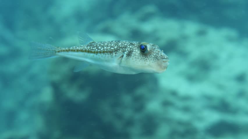  puffer fish underwater Mediterranean Torquigener flavimaculosus close 