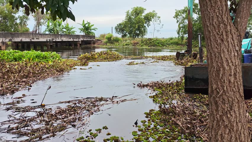 Collect water hyacinth using a backhoe to increase oxygen in the water and preserve the environment.