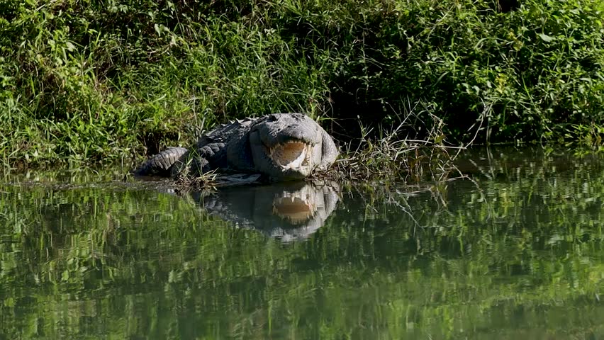 Dangerous Mugger Crocodile sunbathing on the river shore with reflection in Chitwan National Park, wildlife animal waiting in natural habitat Nepal.