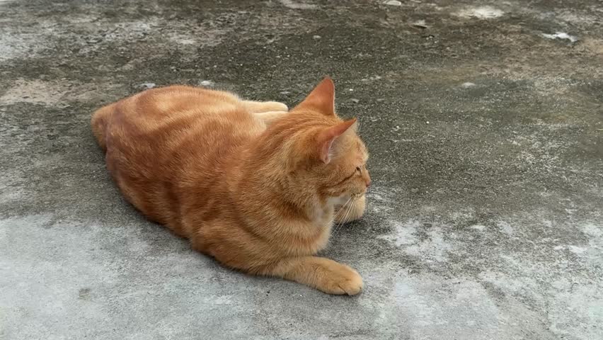 A calm and relaxed orange tabby cat lying down and resting on the rough, weathered concrete floor in the sun