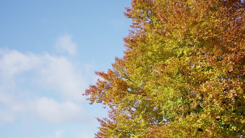 changing colors under cloudy sky, colorful fall foliage shifts as clouds pass overhead gracefully, vivid autumn treetops display varied hues as floating clouds drift seamlessly across sky