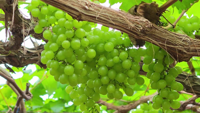Close-up of green ripening grapes hanging on a branch in the garden. Green grapes on a vine, 