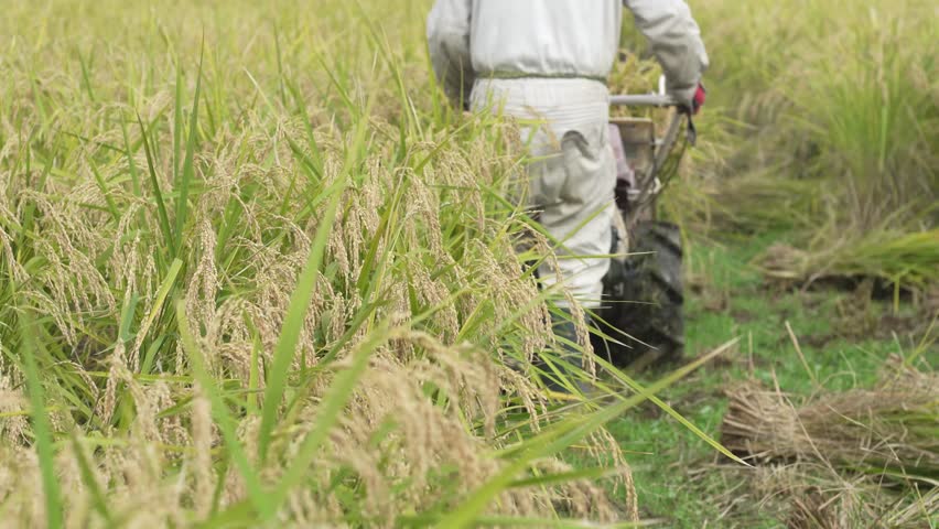 Image of a man harvesting rice