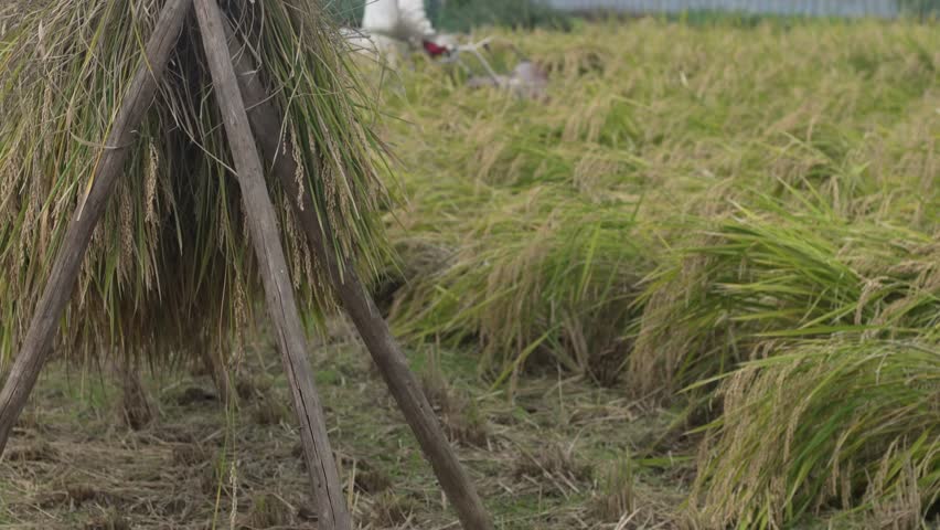 Image of a man harvesting rice