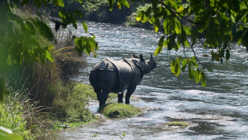 Iconic One-Horned Rhino Submerged in Scenic River, Nepal - Wildlife Documentary and Environmental Footage